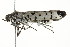  ( - BIOUG00949-A06)  @12 [ ] CreativeCommons - Attribution (2011) CBG Photography Group Centre for Biodiversity Genomics