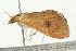  ( - BIOUG00949-F04)  @14 [ ] CreativeCommons - Attribution (2011) CBG Photography Group Centre for Biodiversity Genomics