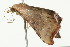  ( - BIOUG00949-F05)  @12 [ ] CreativeCommons - Attribution (2011) CBG Photography Group Centre for Biodiversity Genomics