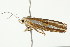  ( - BIOUG00949-F11)  @13 [ ] CreativeCommons - Attribution (2011) CBG Photography Group Centre for Biodiversity Genomics
