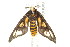  ( - BIOUG00949-G10)  @12 [ ] CreativeCommons - Attribution (2011) CBG Photography Group Centre for Biodiversity Genomics