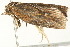  ( - BIOUG00908-B02)  @12 [ ] CreativeCommons - Attribution (2011) CBG Photography Group Centre for Biodiversity Genomics