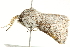  ( - BIOUG00908-B03)  @13 [ ] CreativeCommons - Attribution (2011) CBG Photography Group Centre for Biodiversity Genomics