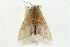  ( - BIOUG00909-A05)  @13 [ ] CreativeCommons - Attribution (2011) CBG Photography Group Centre for Biodiversity Genomics