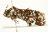  ( - BIOUG00909-A08)  @13 [ ] CreativeCommons - Attribution (2011) CBG Photography Group Centre for Biodiversity Genomics