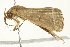  ( - BIOUG00909-B01)  @13 [ ] CreativeCommons - Attribution (2011) CBG Photography Group Centre for Biodiversity Genomics