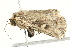  ( - BIOUG00909-D06)  @13 [ ] CreativeCommons - Attribution (2011) CBG Photography Group Centre for Biodiversity Genomics