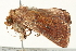  ( - BIOUG00909-G10)  @12 [ ] CreativeCommons - Attribution (2011) CBG Photography Group Centre for Biodiversity Genomics