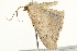  ( - BIOUG00911-D01)  @12 [ ] CreativeCommons - Attribution (2011) CBG Photography Group Centre for Biodiversity Genomics