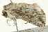  ( - BIOUG00911-F04)  @13 [ ] CreativeCommons - Attribution (2011) CBG Photography Group Centre for Biodiversity Genomics