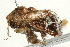  ( - BIOUG00911-F05)  @13 [ ] CreativeCommons - Attribution (2011) CBG Photography Group Centre for Biodiversity Genomics