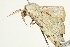  ( - BIOUG00911-G03)  @12 [ ] CreativeCommons - Attribution (2011) CBG Photography Group Centre for Biodiversity Genomics