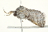  ( - BIOUG00911-G07)  @13 [ ] CreativeCommons - Attribution (2011) CBG Photography Group Centre for Biodiversity Genomics