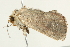  ( - BIOUG00911-H01)  @12 [ ] CreativeCommons - Attribution (2011) CBG Photography Group Centre for Biodiversity Genomics