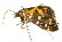  ( - BIOUG00953-B02)  @13 [ ] CreativeCommons - Attribution (2011) CBG Photography Group Centre for Biodiversity Genomics