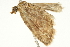 ( - BIOUG00953-B08)  @12 [ ] CreativeCommons - Attribution (2011) CBG Photography Group Centre for Biodiversity Genomics