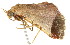  ( - BIOUG00953-F11)  @12 [ ] CreativeCommons - Attribution (2011) CBG Photography Group Centre for Biodiversity Genomics