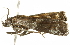  ( - BIOUG00954-A08)  @12 [ ] CreativeCommons - Attribution (2011) CBG Photography Group Centre for Biodiversity Genomics