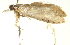 ( - BIOUG00954-G06)  @12 [ ] CreativeCommons - Attribution (2011) CBG Photography Group Centre for Biodiversity Genomics