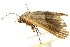  ( - BIOUG00912-C12)  @12 [ ] CreativeCommons - Attribution (2011) CBG Photography Group Centre for Biodiversity Genomics