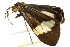  ( - BIOUG00912-F04)  @14 [ ] CreativeCommons - Attribution (2011) CBG Photography Group Centre for Biodiversity Genomics