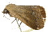  ( - BIOUG00912-H04)  @12 [ ] CreativeCommons - Attribution (2011) CBG Photography Group Centre for Biodiversity Genomics