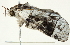  ( - BIOUG00913-A01)  @13 [ ] CreativeCommons - Attribution (2011) CBG Photography Group Centre for Biodiversity Genomics