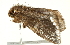  ( - BIOUG00913-B05)  @13 [ ] CreativeCommons - Attribution (2011) CBG Photography Group Centre for Biodiversity Genomics
