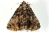  ( - BIOUG00913-C08)  @13 [ ] CreativeCommons - Attribution (2011) CBG Photography Group Centre for Biodiversity Genomics
