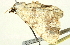  ( - BIOUG00913-H10)  @12 [ ] CreativeCommons - Attribution (2011) CBG Photography Group Centre for Biodiversity Genomics
