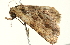  ( - BIOUG00944-D11)  @13 [ ] CreativeCommons - Attribution (2011) CBG Photography Group Centre for Biodiversity Genomics