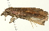  ( - BIOUG00944-G03)  @13 [ ] CreativeCommons - Attribution (2011) CBG Photography Group Centre for Biodiversity Genomics