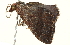  ( - BIOUG00945-E10)  @12 [ ] CreativeCommons - Attribution (2011) CBG Photography Group Centre for Biodiversity Genomics