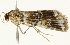  ( - BIOUG00945-F12)  @13 [ ] CreativeCommons - Attribution (2011) CBG Photography Group Centre for Biodiversity Genomics