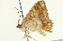  ( - BIOUG00945-G06)  @12 [ ] CreativeCommons - Attribution (2011) CBG Photography Group Centre for Biodiversity Genomics