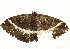 ( - BIOUG00961-A06)  @12 [ ] CreativeCommons - Attribution (2011) CBG Photography Group Centre for Biodiversity Genomics