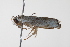  ( - BIOUG00955-C04)  @11 [ ] CreativeCommons - Attribution (2011) CBG Photography Group Centre for Biodiversity Genomics