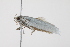  ( - BIOUG00955-D01)  @13 [ ] CreativeCommons - Attribution (2011) CBG Photography Group Centre for Biodiversity Genomics