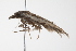  ( - BIOUG00955-E06)  @13 [ ] CreativeCommons - Attribution (2011) CBG Photography Group Centre for Biodiversity Genomics