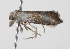 ( - BIOUG00955-H05)  @12 [ ] CreativeCommons - Attribution (2011) CBG Photography Group Centre for Biodiversity Genomics