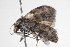  ( - BIOUG00956-H02)  @13 [ ] CreativeCommons - Attribution (2011) CBG Photography Group Centre for Biodiversity Genomics
