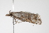  ( - BIOUG00956-H07)  @13 [ ] CreativeCommons - Attribution (2011) CBG Photography Group Centre for Biodiversity Genomics