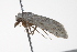  ( - BIOUG00946-D02)  @12 [ ] CreativeCommons - Attribution (2011) CBG Photography Group Centre for Biodiversity Genomics