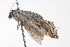  ( - BIOUG00946-D06)  @12 [ ] CreativeCommons - Attribution (2011) CBG Photography Group Centre for Biodiversity Genomics