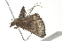  ( - BIOUG00946-F03)  @12 [ ] CreativeCommons - Attribution (2011) CBG Photography Group Centre for Biodiversity Genomics