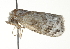  ( - BIOUG00946-F12)  @13 [ ] CreativeCommons - Attribution (2011) CBG Photography Group Centre for Biodiversity Genomics