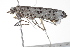  ( - BIOUG00946-G10)  @12 [ ] CreativeCommons - Attribution (2011) CBG Photography Group Centre for Biodiversity Genomics