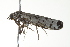  ( - BIOUG00946-H05)  @12 [ ] CreativeCommons - Attribution (2011) CBG Photography Group Centre for Biodiversity Genomics