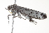  ( - BIOUG00946-H08)  @12 [ ] CreativeCommons - Attribution (2011) CBG Photography Group Centre for Biodiversity Genomics