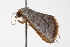  ( - BIOUG00948-B04)  @12 [ ] CreativeCommons - Attribution (2011) CBG Photography Group Centre for Biodiversity Genomics